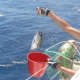 1- On a peche une tete de thon 